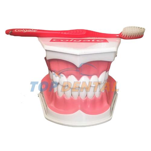 MACROMODELO + CEPILLO DENTAL